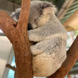 Koala phone wallpaper