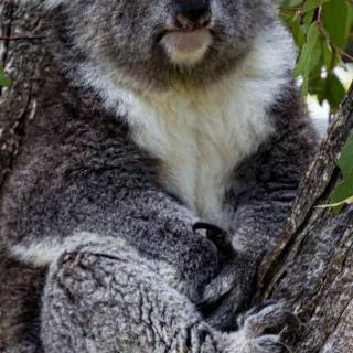 Koala phone wallpaper