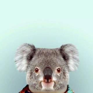 Koala phone wallpaper