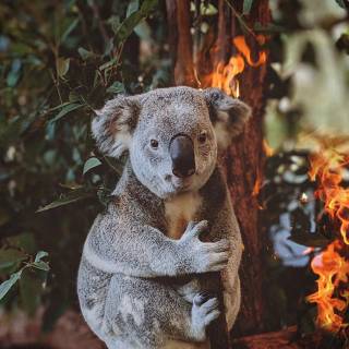 Koala phone wallpaper