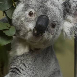 Koala phone wallpaper