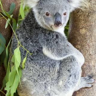 Koala phone wallpaper