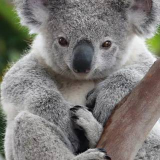 Koala phone wallpaper