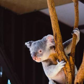 Koala phone wallpaper
