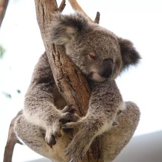 Koala phone wallpaper