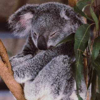 Koala phone wallpaper