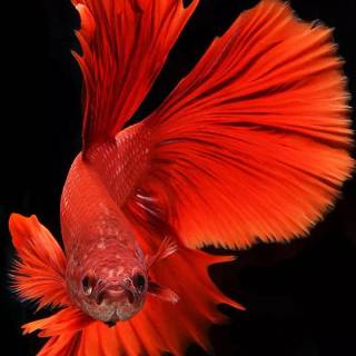 Betta fish male wallpaper