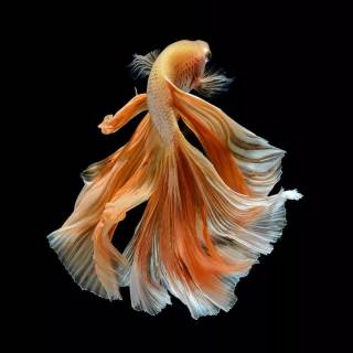 White betta fish wallpaper