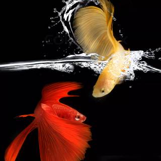 Orange fish wallpaper