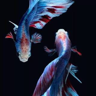 Betta fish male wallpaper