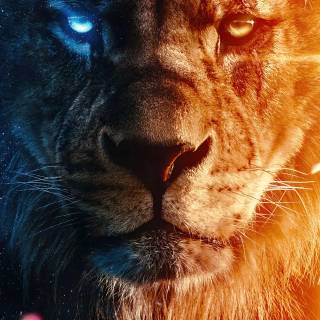 Cool lion phone wallpaper