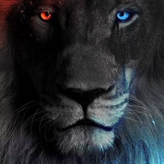 Cool lion phone wallpaper