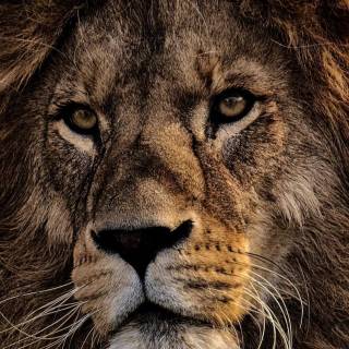 Cool lion phone wallpaper