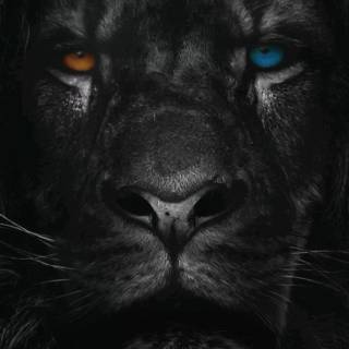 Cool lion phone wallpaper