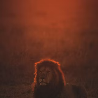 Cool lion phone wallpaper