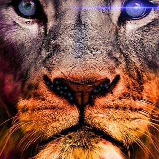 Cool lion phone wallpaper