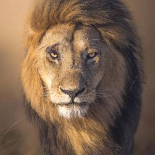 Cool lion phone wallpaper