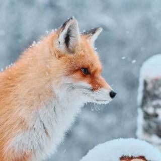 Red fox in snow wallpaper