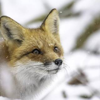 Red fox in snow wallpaper