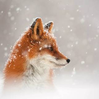 Red fox in snow wallpaper
