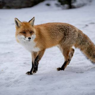 Red fox in snow wallpaper