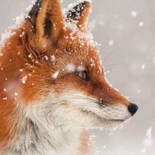 Red fox in snow wallpaper