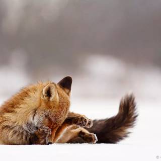 Red fox in snow wallpaper