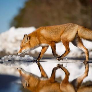 Red fox in snow wallpaper