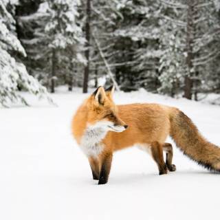 Red fox in snow wallpaper