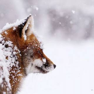 Red fox in snow wallpaper