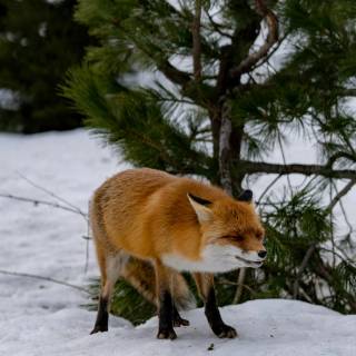 Red fox in snow wallpaper