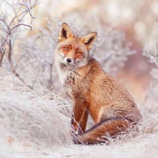 Red fox in snow wallpaper