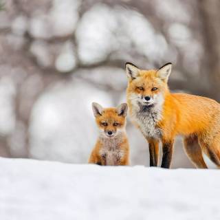 Red fox in snow wallpaper