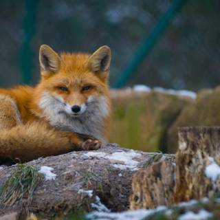 Red fox in snow wallpaper