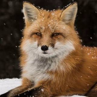 Red fox in snow wallpaper