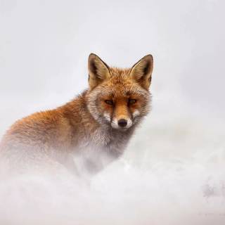 Red fox in snow wallpaper