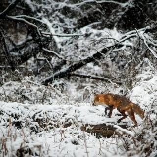 Red fox in snow wallpaper