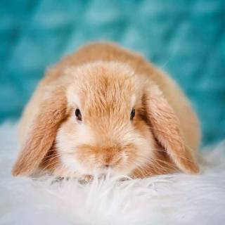 Preppy bunny wallpaper