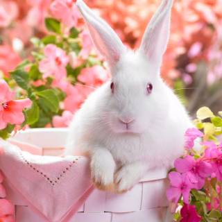 Preppy bunny wallpaper