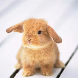 Preppy bunny wallpaper