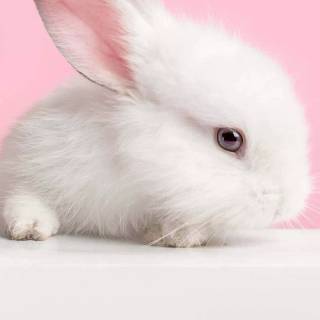 Preppy bunny wallpaper