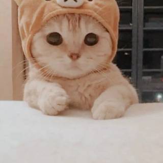 Brown kitty cat wallpaper