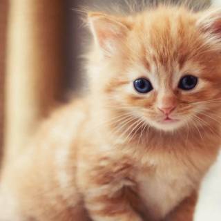 Brown kitty cat wallpaper