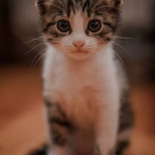 Brown kitty cat wallpaper