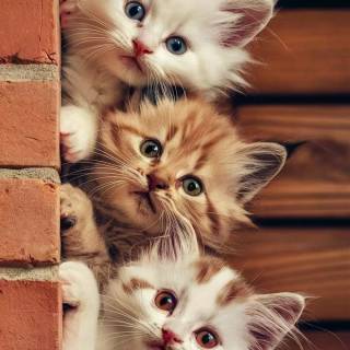 Brown kitty cat wallpaper