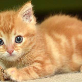 Brown kitty cat wallpaper