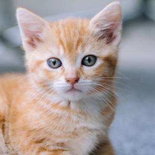 Brown kitty cat wallpaper