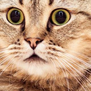 Brown kitty cat wallpaper