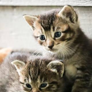 Brown kitty cat wallpaper