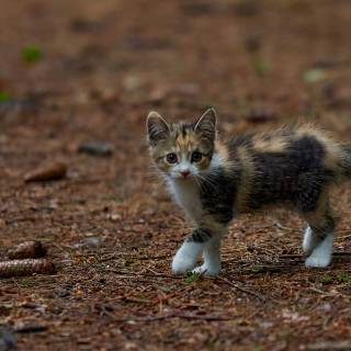 Brown kitty cat wallpaper